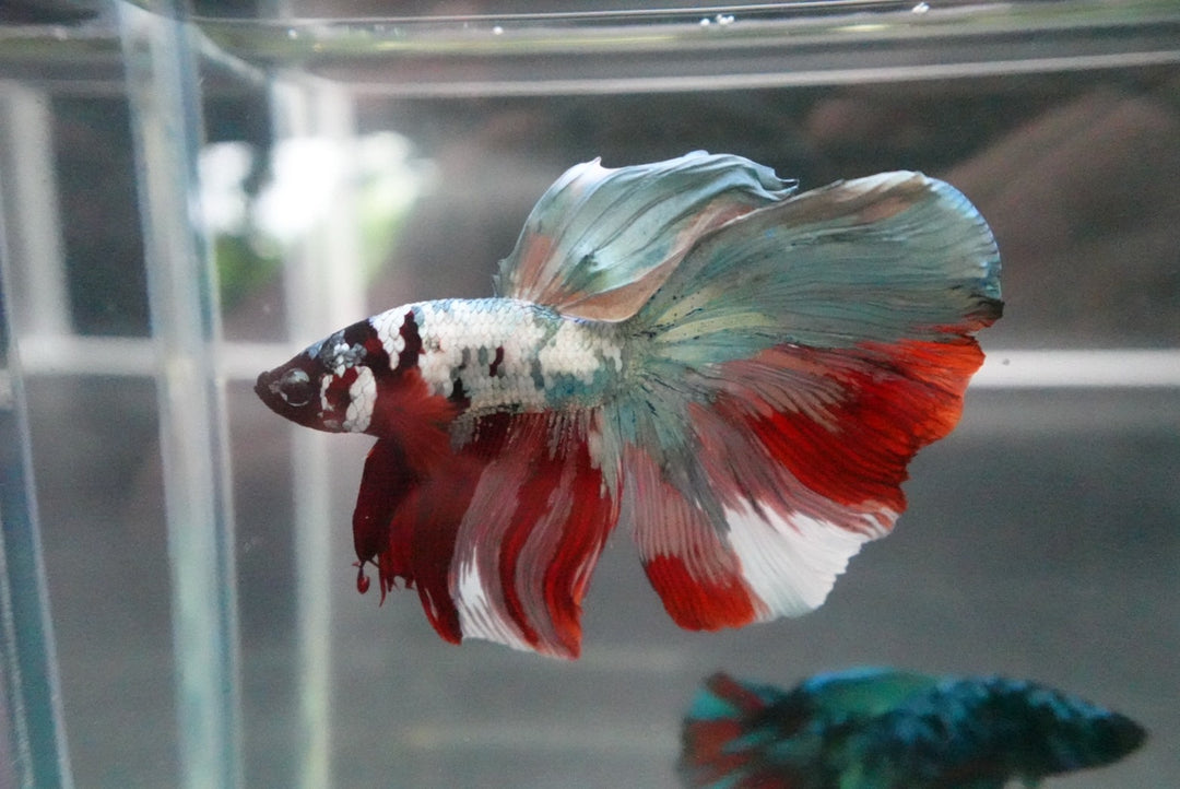 Rare Halfmoon Multicolors Betta Fish