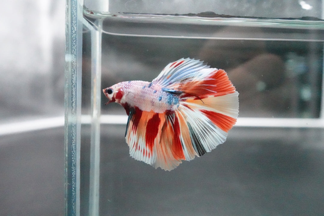 Rare Halfmoon Multicolors Betta Fish