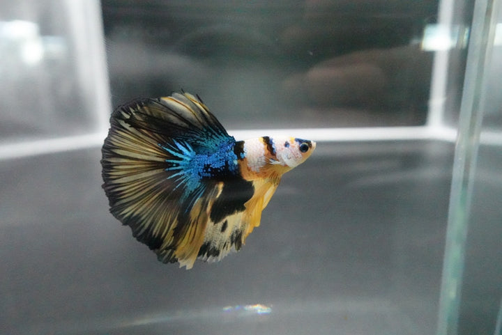 Rare Halfmoon Multicolors Betta Fish