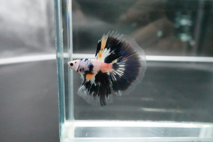 Rare Halfmoon Multicolors Betta Fish