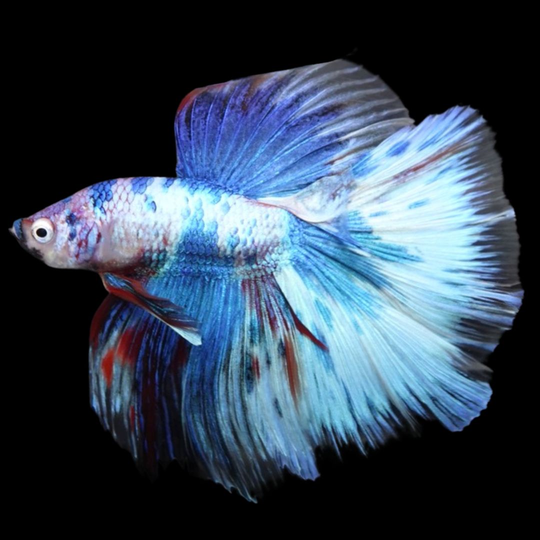 Rare Halfmoon Multicolors Betta Fish