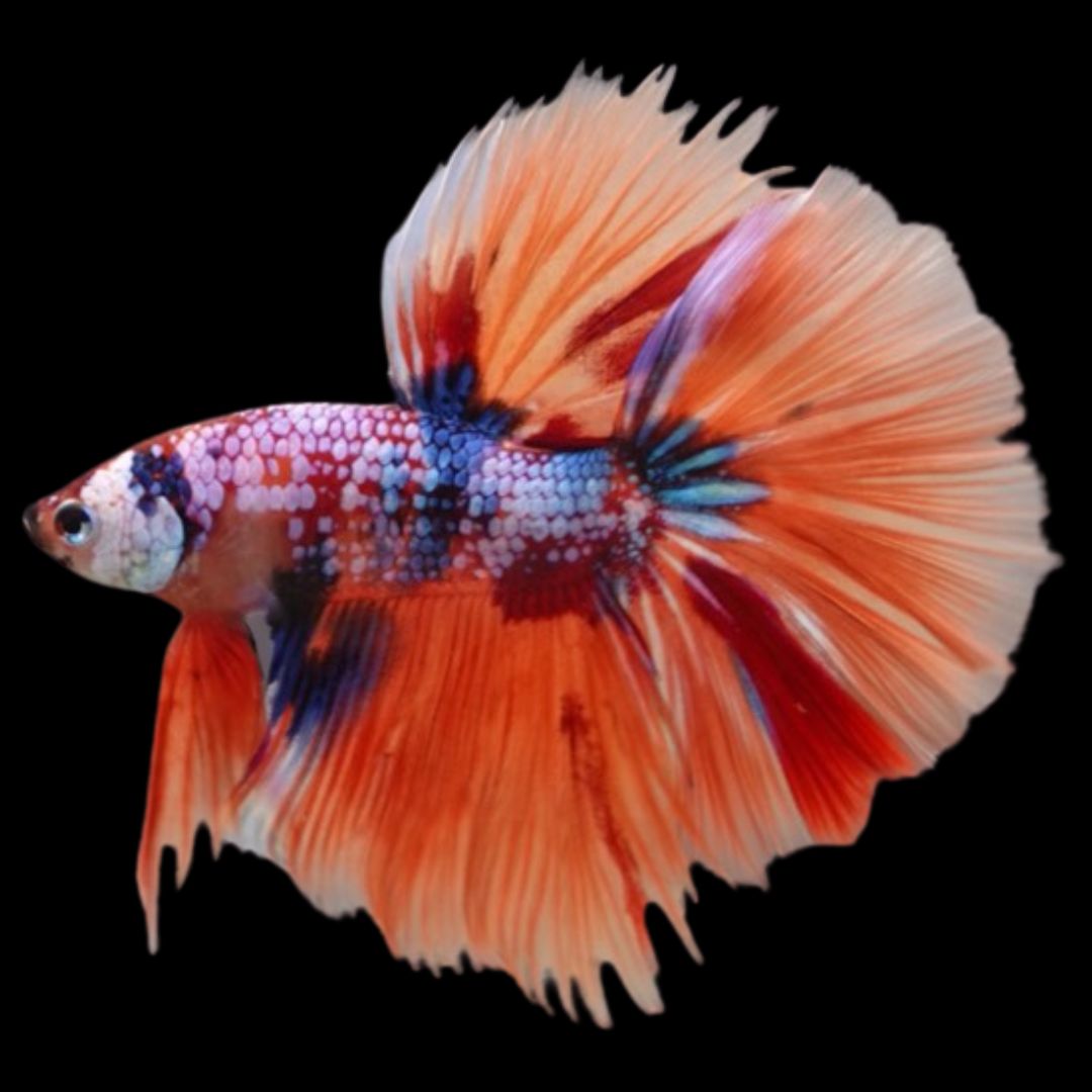 Rare Halfmoon Multicolors Betta Fish