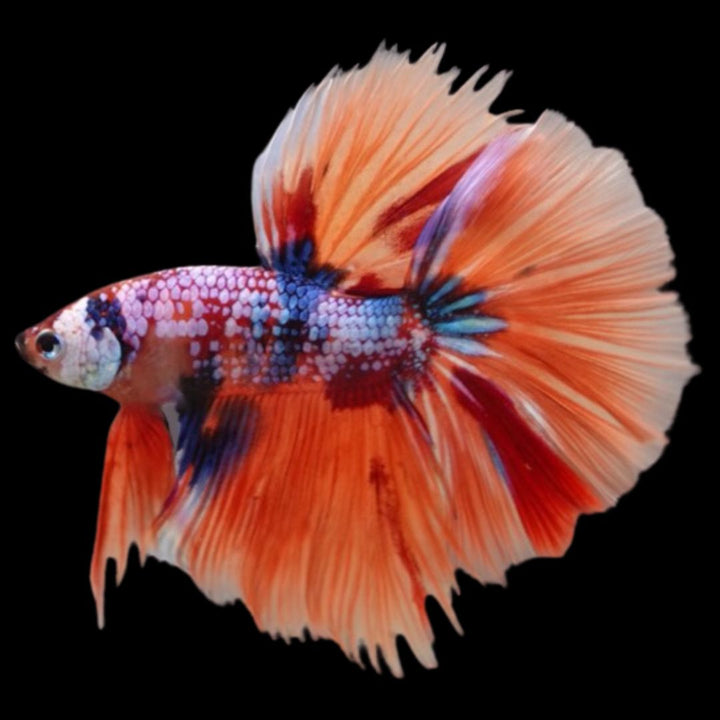 Rare Halfmoon Multicolors Betta Fish