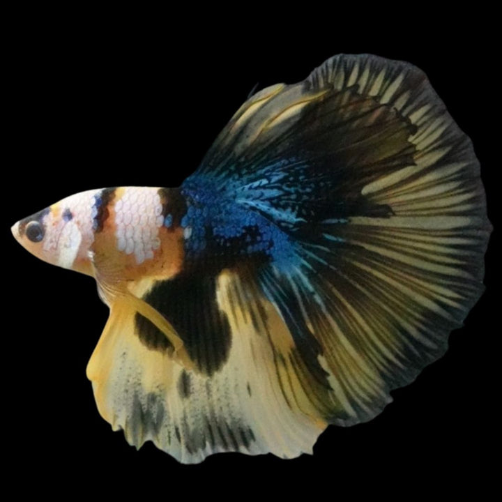 Rare Halfmoon Multicolors Betta Fish