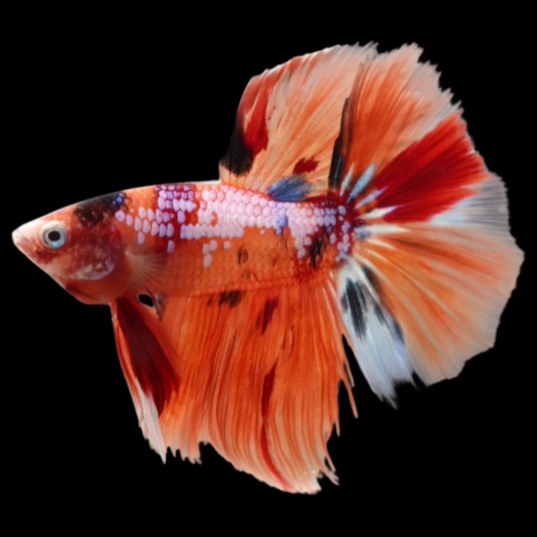 Rare Halfmoon Multicolors Betta Fish