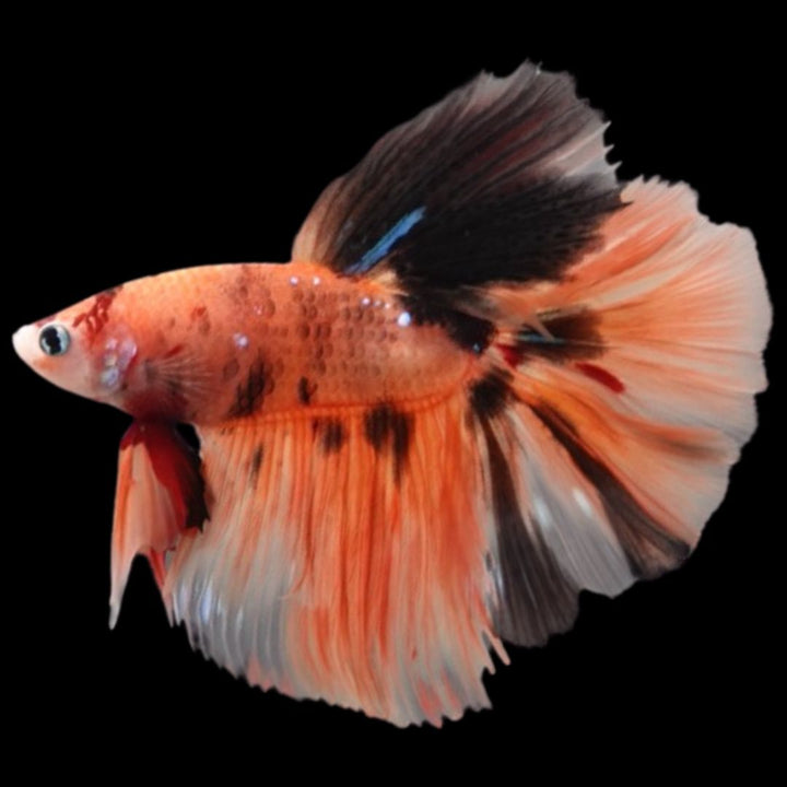Rare Halfmoon Multicolors Betta Fish