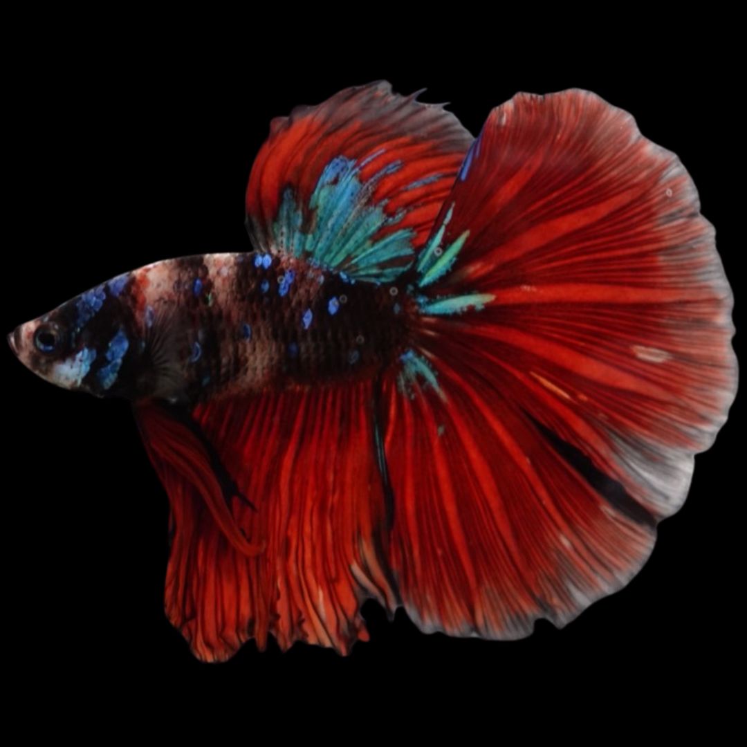 Rare Halfmoon Multicolors Betta Fish