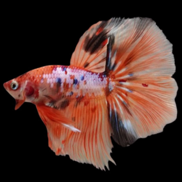 Rare Halfmoon Multicolors Betta Fish