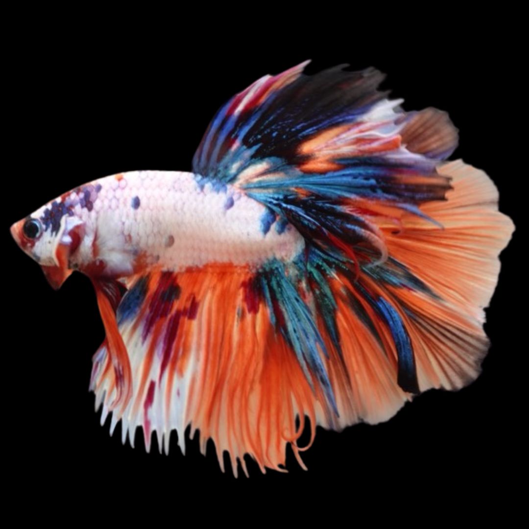 Rare Halfmoon Multicolors Betta Fish