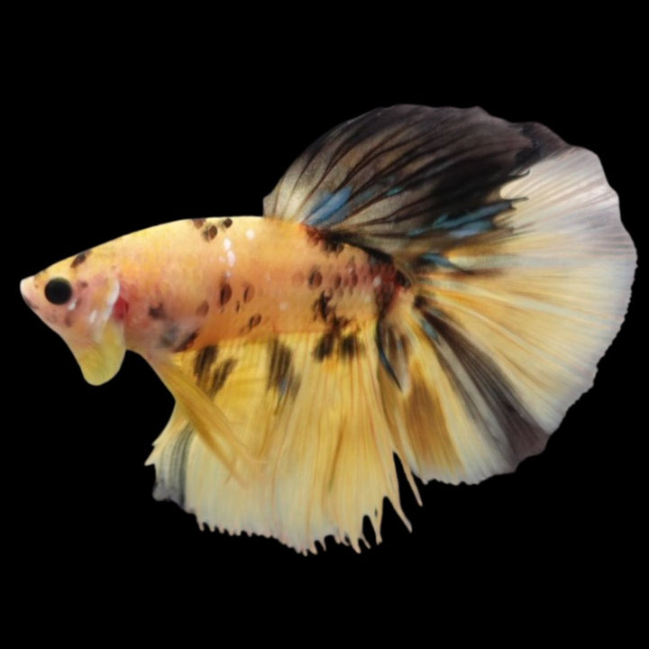 Rare Halfmoon Multicolors Betta Fish