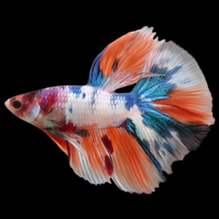 Rare Halfmoon Multicolors Betta Fish