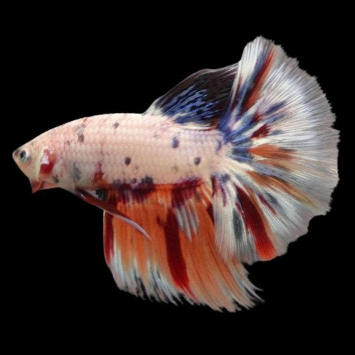 Rare Halfmoon Multicolors Betta Fish