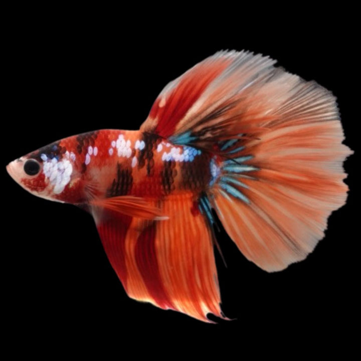 Rare Halfmoon Multicolors Betta Fish