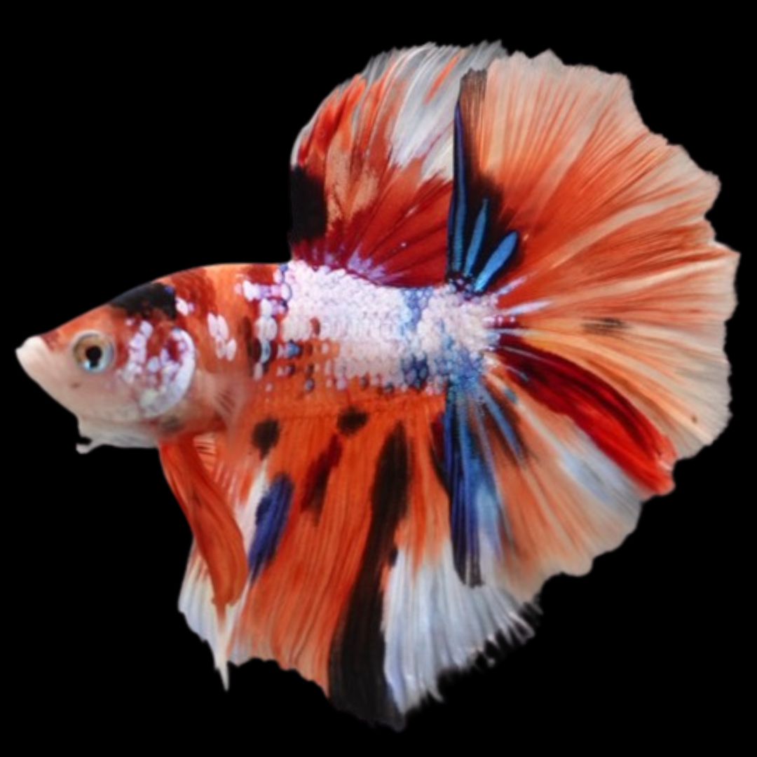 Rare Halfmoon Multicolors Betta Fish