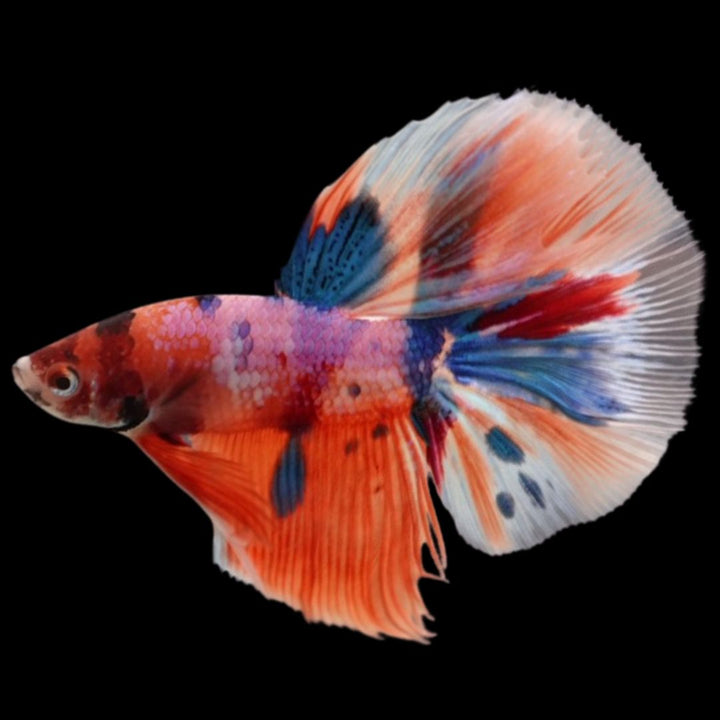 Rare Halfmoon Multicolors Betta Fish