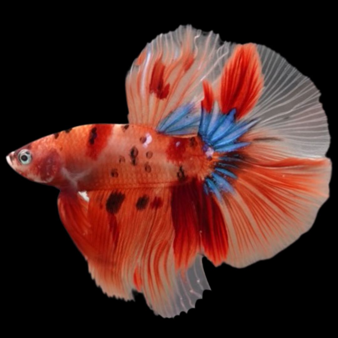 Betta Fish For Sale From Thailand – Thailand Betta Fish