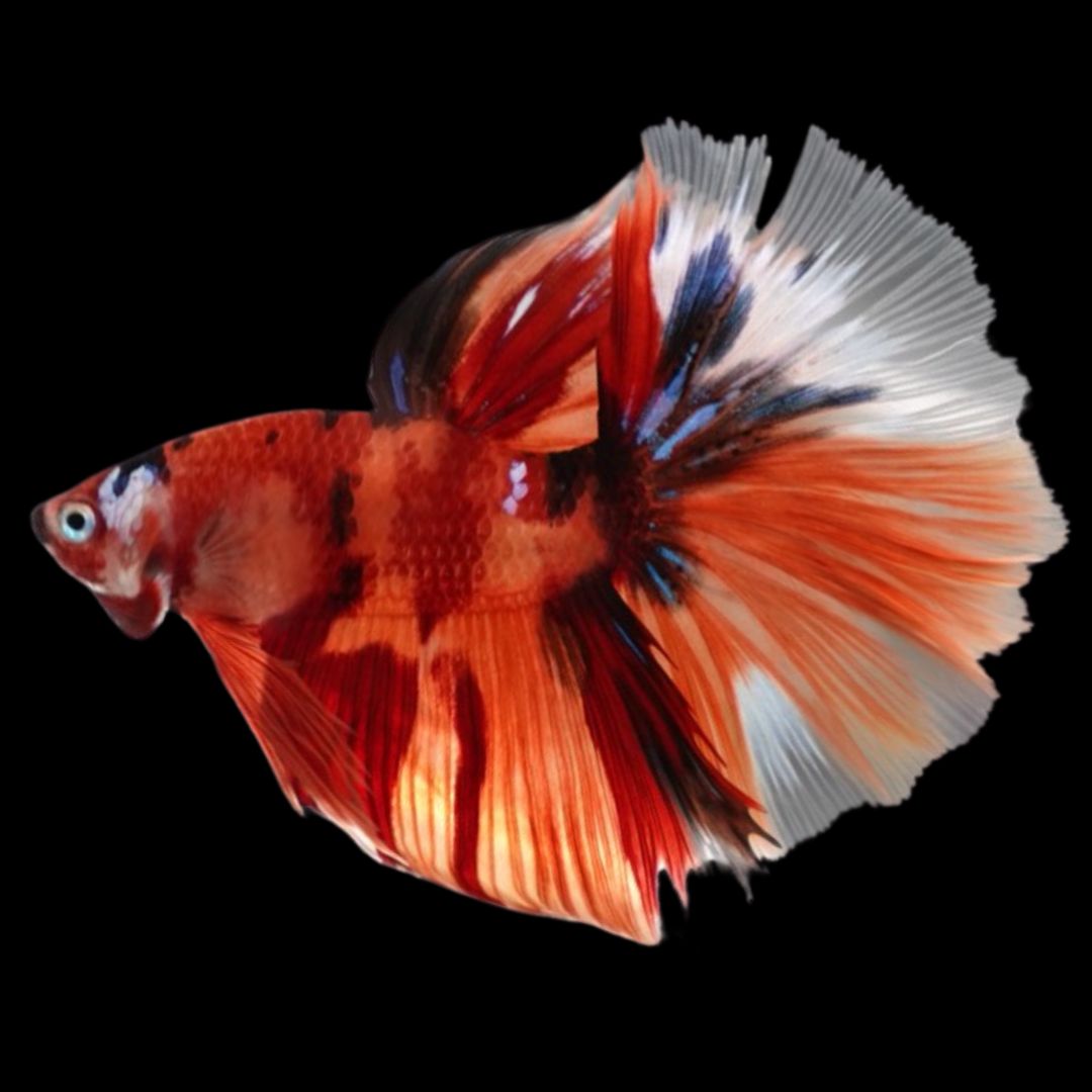 Rare Halfmoon Multicolors Betta Fish