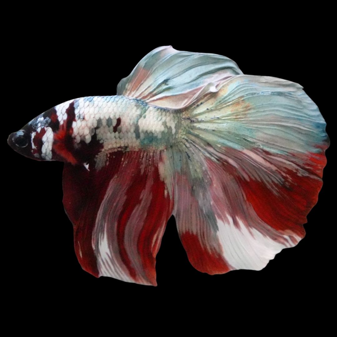 Rare Halfmoon Multicolors Betta Fish