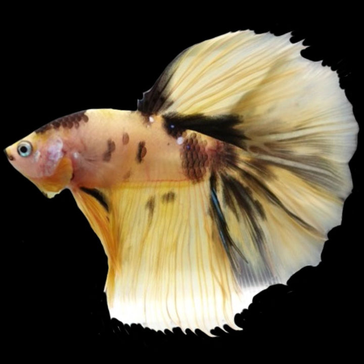 Rare Halfmoon Multicolors Betta Fish