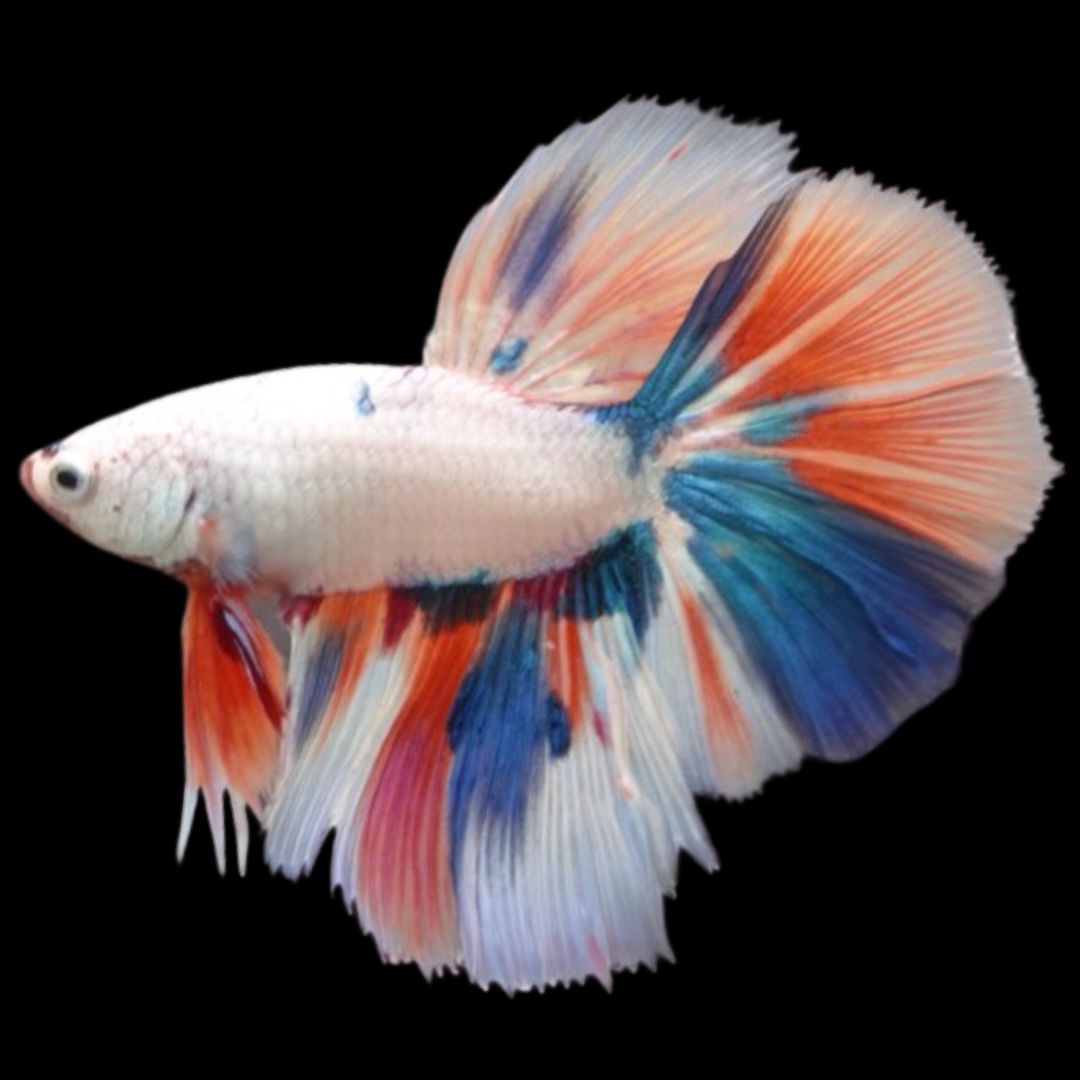 Rare Halfmoon Multicolors Betta Fish