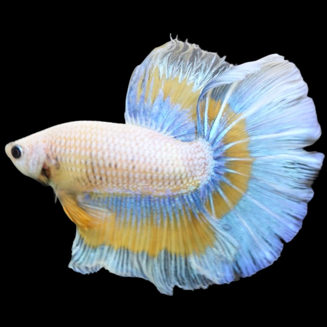Rare Halfmoon Mustard Butterfly Betta Fish