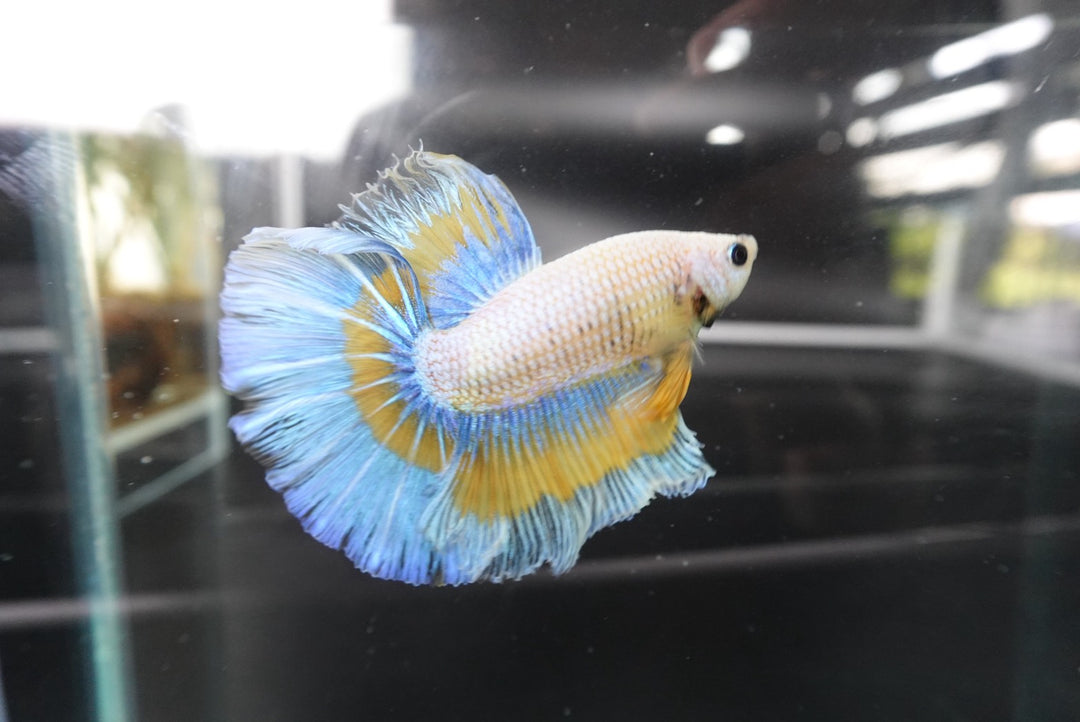 Rare Halfmoon Mustard Butterfly Betta Fish