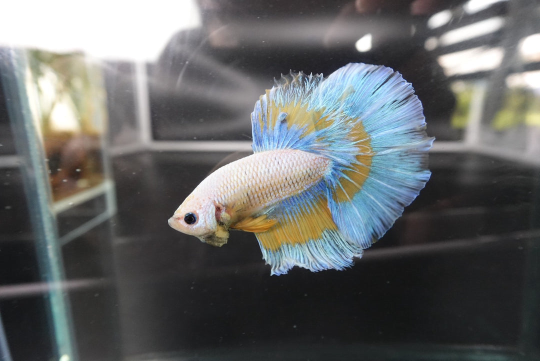 Rare Halfmoon Mustard Butterfly Betta Fish