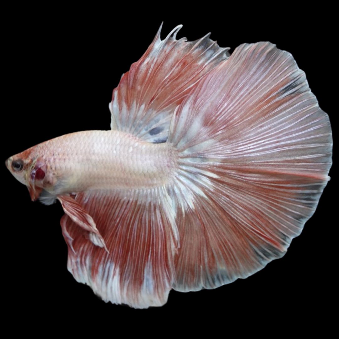 Rare Halfmoon Pink Betta Fish