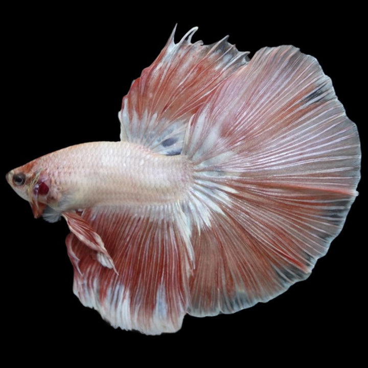 Rare Halfmoon Pink Betta Fish