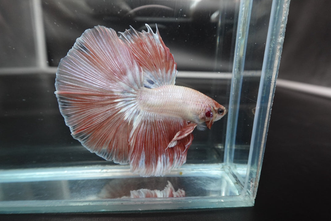 Rare Halfmoon Pink Betta Fish