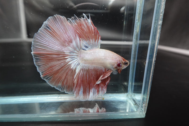 Rare Halfmoon Pink Betta Fish