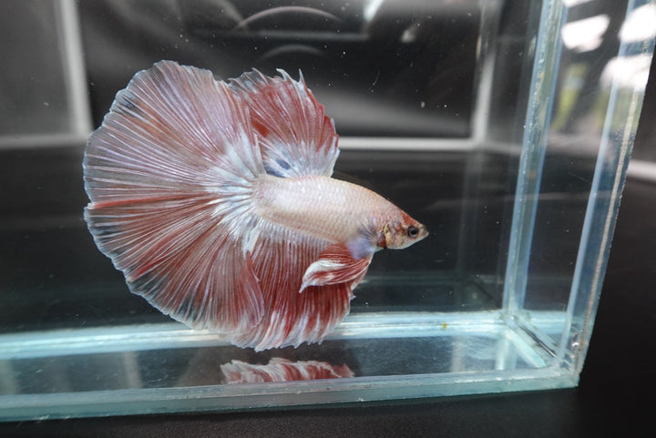 Rare Halfmoon Pink Betta Fish