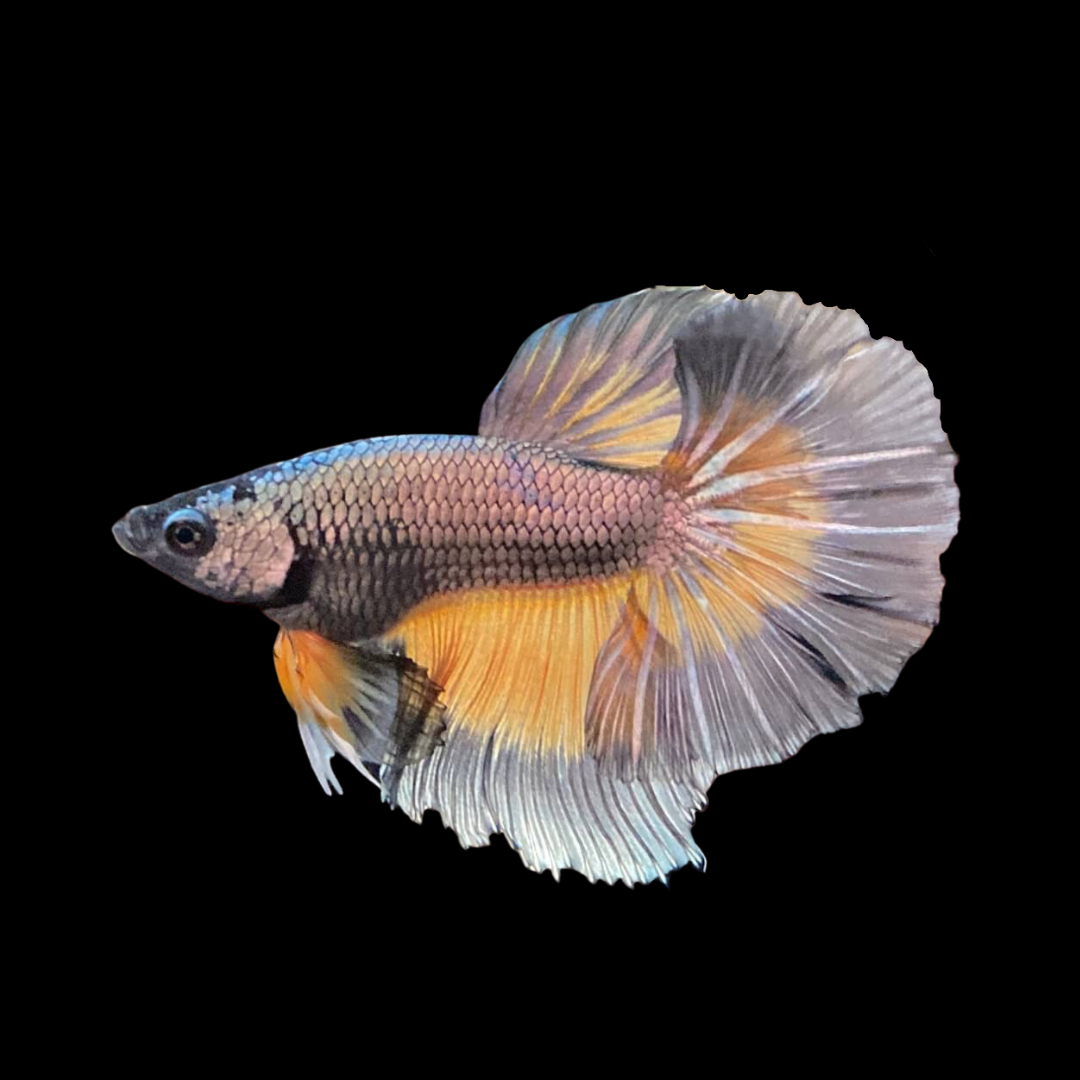 Rare Halfmoon Platinum Mustard Betta Fish