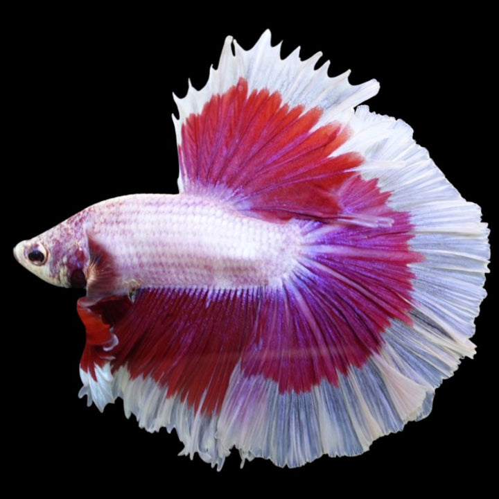 Rare Halfmoon Purple Butterfly Betta Fish