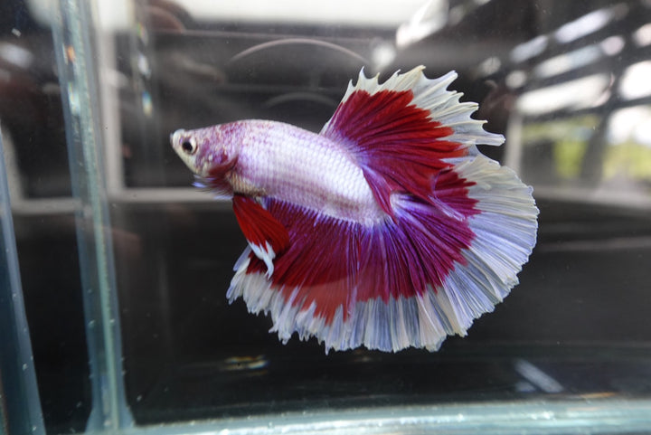Rare Halfmoon Purple Butterfly Betta Fish