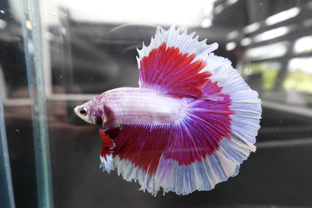 Rare Halfmoon Purple Butterfly Betta Fish