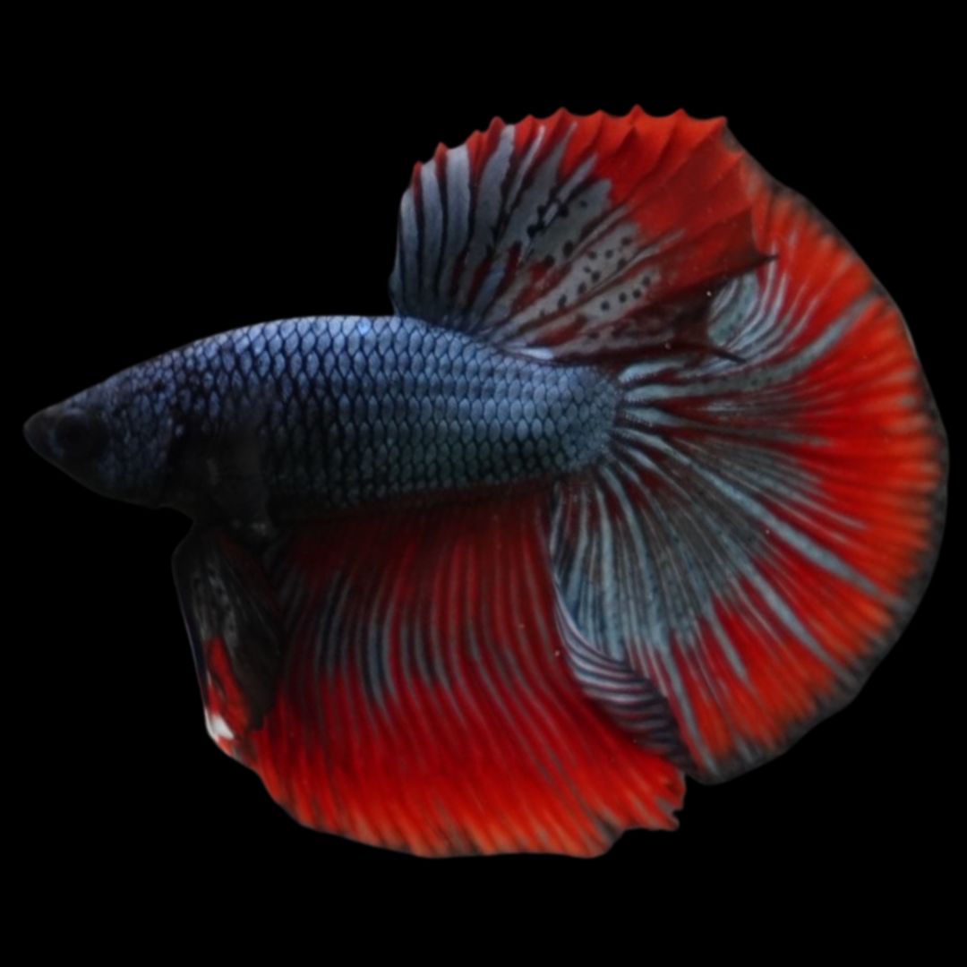Rare Halfmoon Red Copper Betta Fish