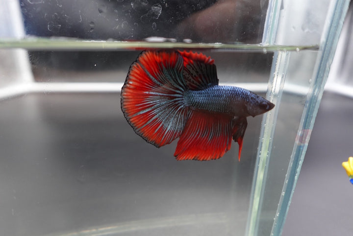 Rare Halfmoon Red Copper Betta Fish