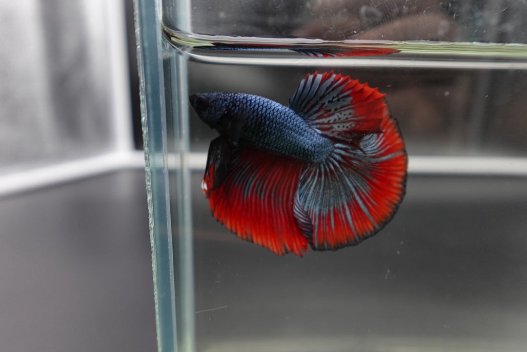 Rare Halfmoon Red Copper Betta Fish