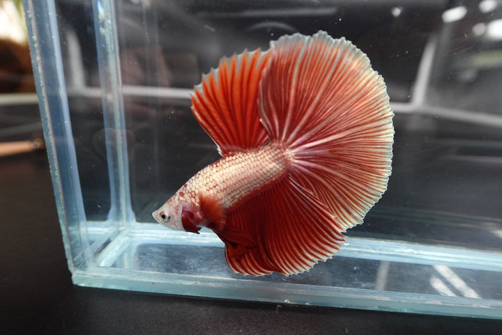Rare Halfmoon Red Copper Betta Fish