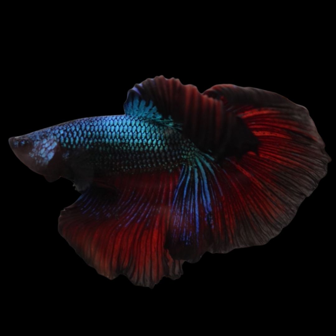 Rare Halfmoon Red Copper Betta Fish