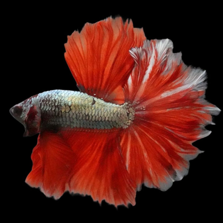 Rare Halfmoon Red Copper Rose Tail Betta Fish