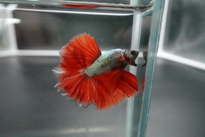 Rare Halfmoon Red Copper Rose Tail Betta Fish
