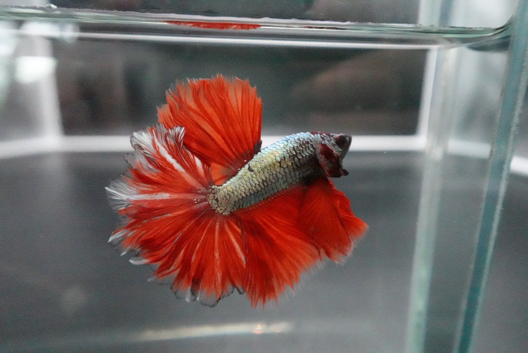 Rare Halfmoon Red Copper Rose Tail Betta Fish