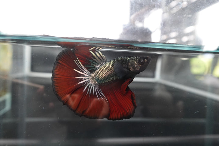 Rare Halfmoon Red Devil Betta Fish