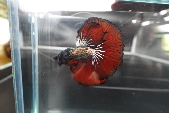 Rare Halfmoon Red Devil Betta Fish