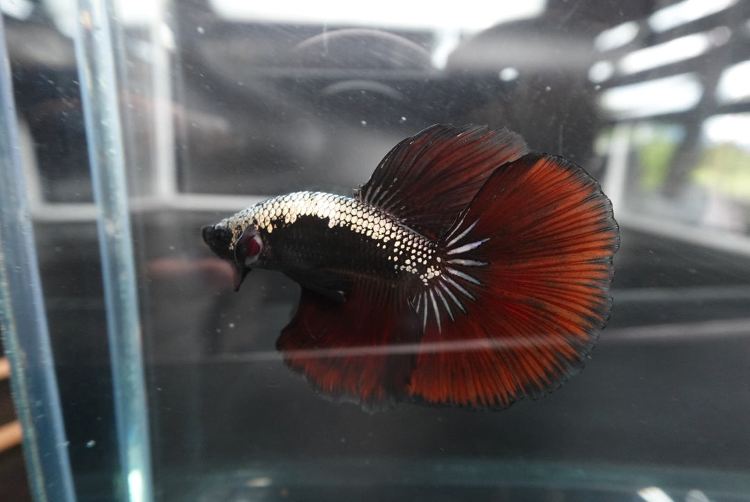Rare Halfmoon Red Devil Betta Fish