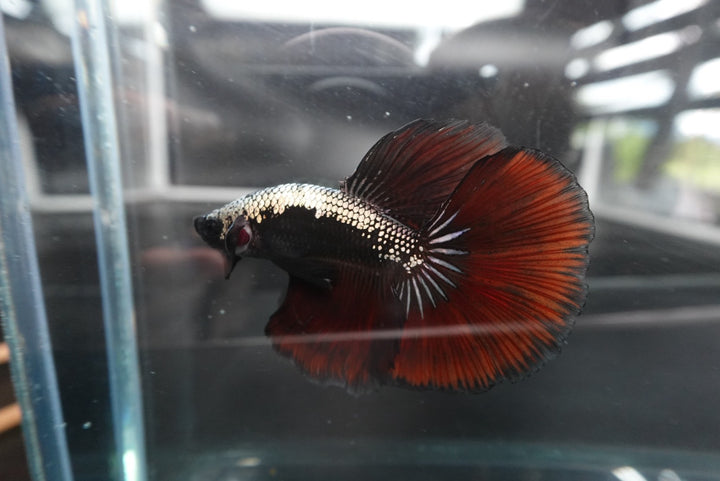 Rare Halfmoon Red Devil Betta Fish