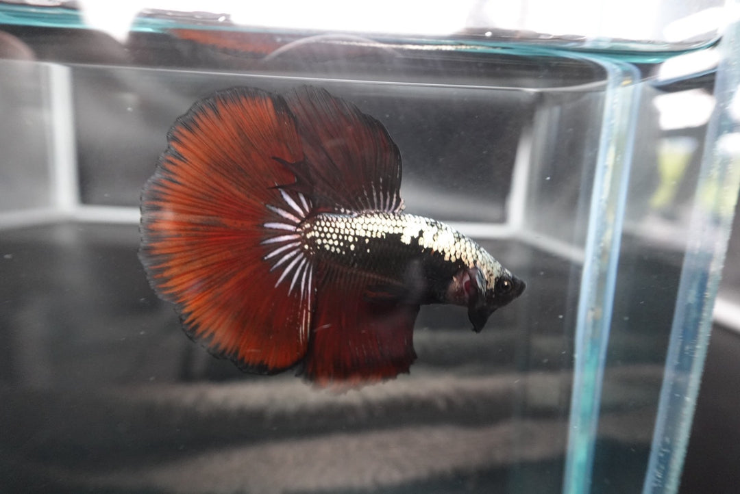 Rare Halfmoon Red Devil Betta Fish