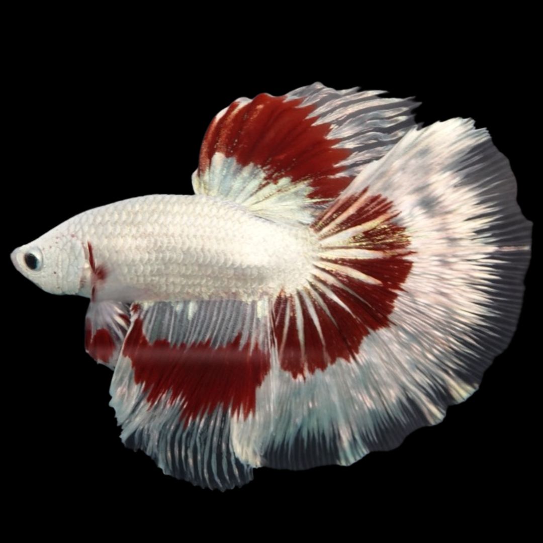 Rare Halfmoon Red Dragon Betta Fish